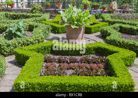 Anbau von Gemüse und Kräutern in Form getrimmt Hedge Grundstücke, Sommer englischen Garten. Stockfoto