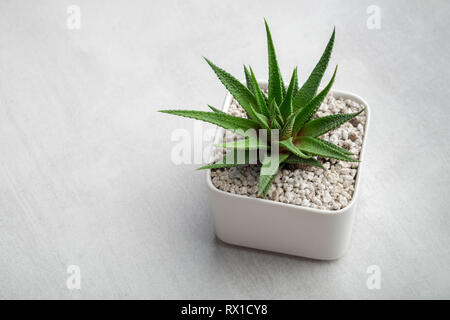 Sukkulente Haworthia im Topf auf weißem Schreibtisch. Kopieren Sie Platz für Text. Stockfoto