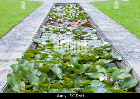 Blühenden weißen und roten Seerosen in einem rechteckigen Stein Teich, im Englischen Garten. Stockfoto