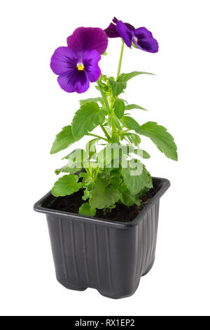 Stiefmütterchen Viola tricolor Blume in Kunststoffbehälter, isoliert auf Weiss. Stockfoto