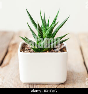 Sukkulente Haworthia schließen bis in weißen Topf auf dem Schreibtisch. Stockfoto