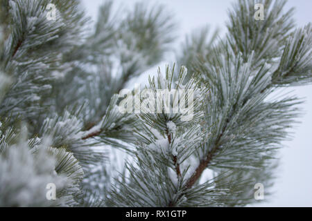 Nahaufnahme von Tannennadeln auf Zweig des Baumes mit frischem Schnee bedeckt Stockfoto