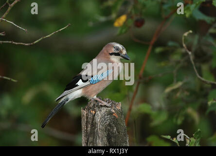 Ein farbenfroher Eichelhäher (Garrulus glandarius) zeigt seine charakteristischen blauen Flügelgefieder, während er auf einem Holzpfosten vor Waldlaub in Ungarn sitzt. Stockfoto