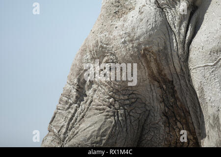 Elefanten trinken in Etosha National Park, Namibia. Stockfoto