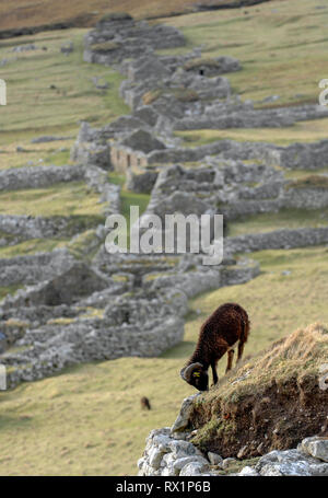 St Kilda, Äußere Hebriden, Schottland. Ein hebridean Schafe weiden in das Dach eines alten Gebäudes in Dorf Bay St. Kilda. Stockfoto