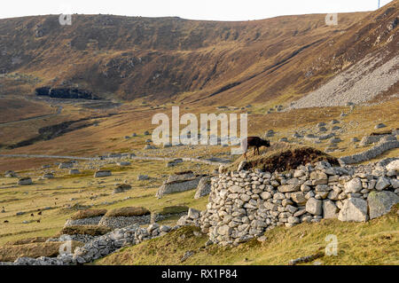 St Kilda, Äußere Hebriden, Schottland. Ein hebridean Schafe weiden in das Dach eines alten Gebäudes in Dorf Bay St. Kilda. Stockfoto