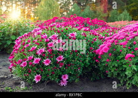 Lila und rosa Chrysanthemen Blumen auf blumenbeet bei Sonnenuntergang. Stockfoto