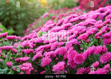 Lila chrysantheme Blumen auf blumenbeet. Stockfoto