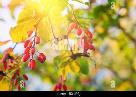 Zweig der Berberitze (Berberis vulgaris) mit gelben Blätter im Herbst und roten Beeren am sonnigen Tag. Stockfoto