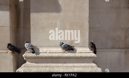 Tauben ruht auf einem warmen Ort eines Gebäudes in der Nähe des Trafalgar Square, London, UK, während eines kalten und stürmischen Tag im März. Stockfoto