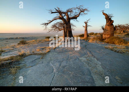 Baobab Bäume auf Lekhubu Island in der Makgadikgadi Pans, Botswana Stockfoto
