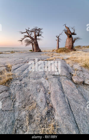 Baobab Bäume auf Lekhubu Island in der Makgadikgadi Pans, Botswana Stockfoto