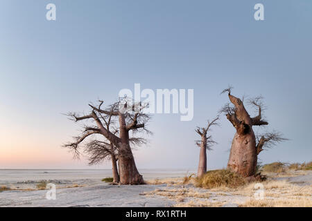 Baobab Bäume auf Lekhubu Island in der Makgadikgadi Pans, Botswana Stockfoto