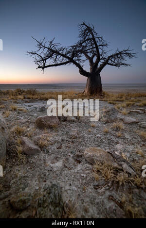 Baobab Bäume auf Lekhubu Island in der Makgadikgadi Pans, Botswana Stockfoto