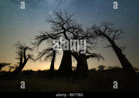 Baobab Bäume unter Sternen auf der Makgadikgadi Pans, Lekhubu Island, Botswana. Stockfoto