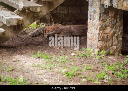 Der Komodo Drachen, auch als die Komodo Monitor genannt, ist eine Pflanzenart aus der Gattung der Eidechse in der Indonesischen Inseln Komodo und Rinca gefunden. Sie sind gefährlich. Stockfoto