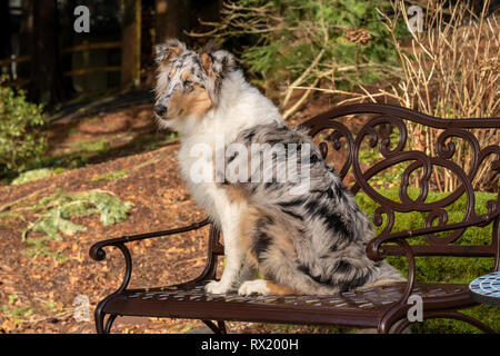 Issaquah, Washington. Fünf Monate alte blaue Meryl Rough Collie auf einer metallenen Bank sitzen. (PR) Stockfoto