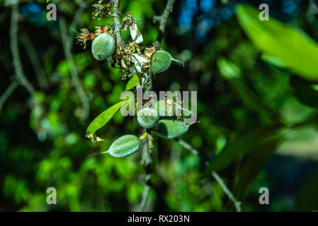 Detail der Früchte wachsen aus der Mandelbaum mit Blumen im Frühling. Stockfoto