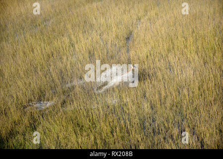 Eine rote Litschi aus der Luft in das Okavango Delta in der Nähe von Leitern Insel, Botswana. Stockfoto
