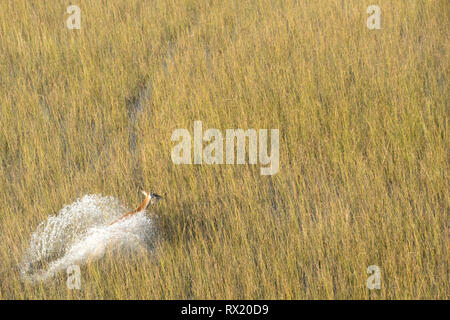 Eine rote Litschi aus der Luft in das Okavango Delta in der Nähe von Leitern Insel, Botswana. Stockfoto