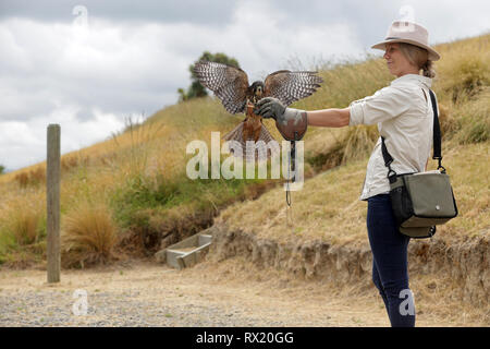 Bild von Tim Manschette - 14. Dezember 2018 - Diana Dobson, der Voliere Manager in der Marlborough Falcon Vertrauen, Blenheim, Neuseeland. Anzeigefunktionen Stockfoto