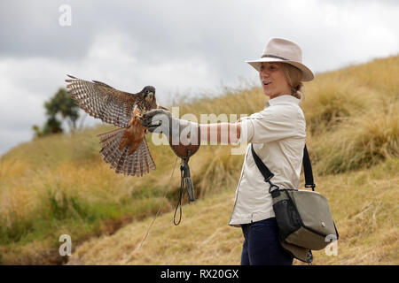 Bild von Tim Manschette - 14. Dezember 2018 - Diana Dobson, der Voliere Manager in der Marlborough Falcon Vertrauen, Blenheim, Neuseeland. Anzeigefunktionen Stockfoto