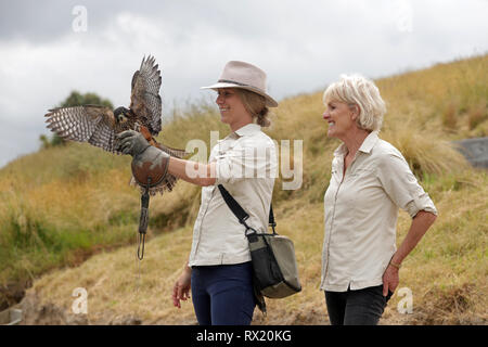 Bild von Tim Manschette - 14. Dezember 2018 - Diana Dobson, der Voliere Manager in der Marlborough Falcon Vertrauen, Blenheim, Neuseeland. Anzeigefunktionen Stockfoto