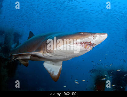 Sand Tiger Shark, Carcharias Taurus, vor der Küste von North Carolina, USA, Atlantik Stockfoto