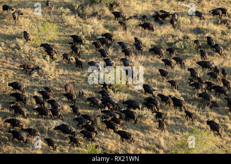 Eine Herde Büffel aus der Luft im Okavango Delta, Botswana. Stockfoto