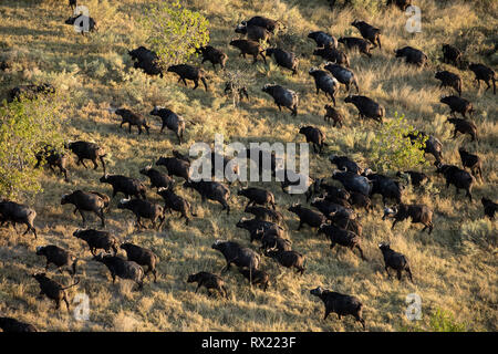 Eine Herde Büffel aus der Luft im Okavango Delta, Botswana. Stockfoto