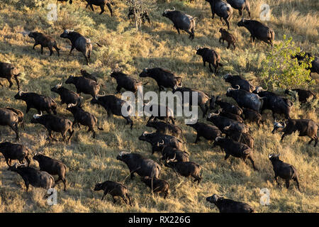 Eine Herde Büffel aus der Luft im Okavango Delta, Botswana. Stockfoto