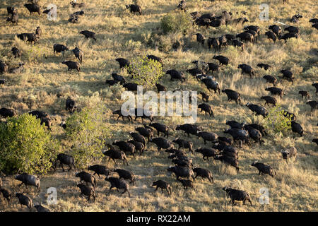 Eine Herde Büffel aus der Luft im Okavango Delta, Botswana. Stockfoto