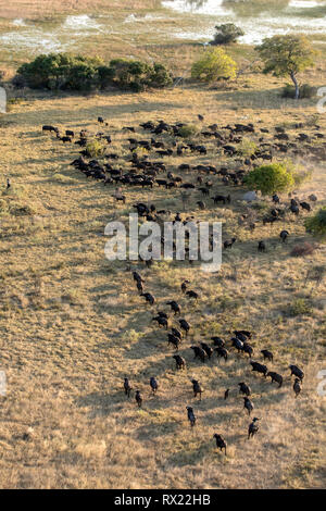 Eine Herde Büffel aus der Luft im Okavango Delta, Botswana. Stockfoto