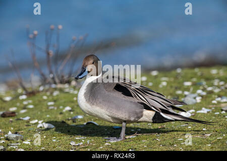 Männliche nördlichen Pintail (Anas acuta), Esquimalt Lagune, Victoria, Vancouver Island, Kanada Stockfoto