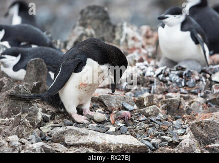 Ein Chinstrap Pinguin (Pygoscelis antarcticus) trauert um sein frisch geschlüpftes Baby, das von einem Schneeballvogel auf Half Moon Island getötet wurde. Livingston Island, Südshetlandinseln, Antarktische Halbinsel. Stockfoto