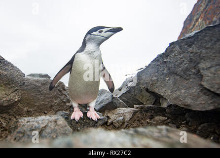 Ein Chinstrap Penguin (Pygoscelis antarcticus) untersucht eine entfernte Kamera in der Nähe eines Pinguin-Highways auf Half Moon Island. Die Antarktische Halbinsel, Antarktis Stockfoto