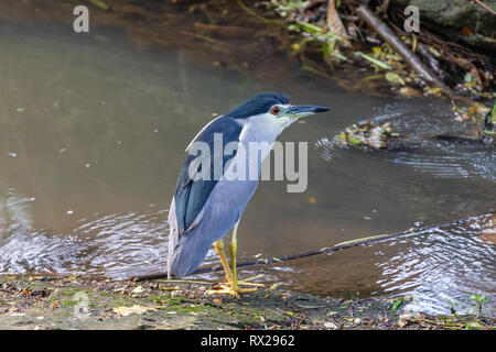 Schwarz gekrönt Night Heron. Yala National Park. Sri Lanka. Stockfoto