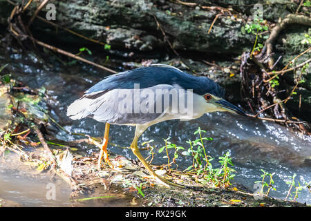 Schwarz gekrönt Night Heron. Yala National Park. Sri Lanka. Stockfoto