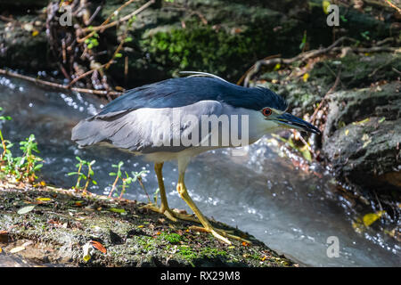 Schwarz gekrönt Night Heron. Yala National Park. Sri Lanka. Stockfoto