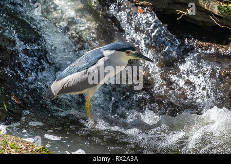 Schwarz gekrönt Night Heron. Yala National Park. Sri Lanka. Stockfoto