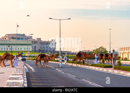 Doha, Katar - 7. Januar 2019: Cammels auf der Straße in der Nähe von Souq Waqif in Doha, Katar. Stockfoto