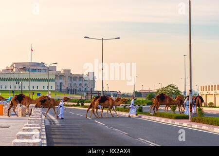 Doha, Katar - 7. Januar 2019: Cammels auf der Straße in der Nähe von Souq Waqif in Doha, Katar. Stockfoto
