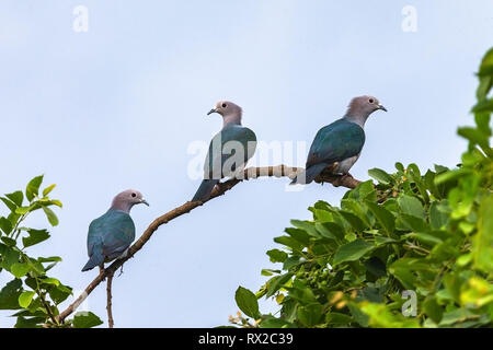 Grüne imperial Pigeon. Sri Lanka. Stockfoto