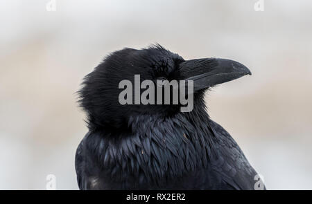 Der Kolkrabe, auch als die nördlichen Raven genannt, ist eine große schwarze Säugetierart. Stockfoto