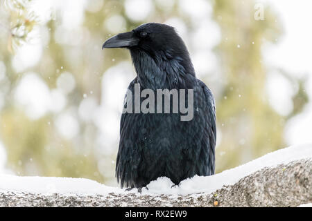 Der Kolkrabe, auch als die nördlichen Raven genannt, ist eine große schwarze Säugetierart. Stockfoto