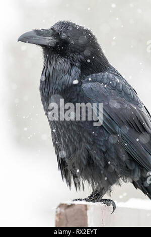 Der Kolkrabe, auch als die nördlichen Raven genannt, ist eine große schwarze Säugetierart. Stockfoto