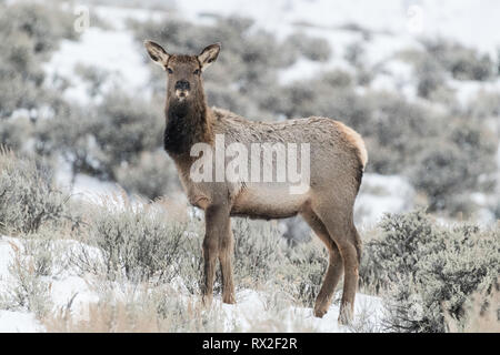 Elch (Cervus elaphus) auf einem verschneiten Hang auf dem Columbia Blacktail Plateau. Im Yellowstone National Park, Mammoth Hot Springs, Wyoming, USA am 22. Januar. Foto: Frank Pali Stockfoto
