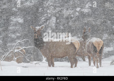 Elch (Cervus elaphus) auf einem verschneiten Hang auf dem Columbia Blacktail Plateau. Im Yellowstone National Park, Mammoth Hot Springs, Wyoming, USA am 22. Januar. Foto: Frank Pali Stockfoto