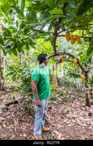 Theobroma cacao, auch Kakaobaum und Kakaobaum genannt, ist ein kleiner immergrüner Baum der Familie Malvaceae, der in den tiefen tropischen Regionen Mittel- und Südamerikas beheimatet ist Stockfoto