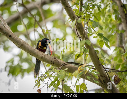 Der feurig-schnabelige Aracari oder feurig-schnabelige araçari ist ein Tukan, ein beinahe-Passant-Vogel. Sie brütet nur an den pazifischen Hängen des südlichen Costa Ricas und des westlichen Panama Stockfoto